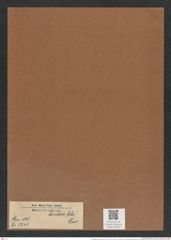 Pseudoeunotia lunaris (Ehr.) Grun. (de-Toni-Nr.: Genus 105, Species 3241) Zeichnungen Sammlung Grunow Mappe 03482 (Herbarium_W_Grunow_drawings_Folder_03482)